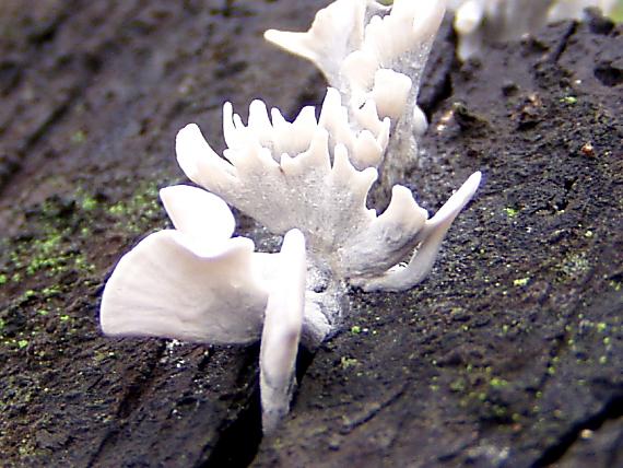 drevnatec parohatý ? Xylaria hypoxylon (L.) Grev.