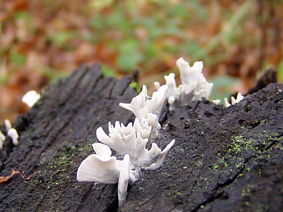 drevnatec parohatý ? Xylaria hypoxylon (L.) Grev.