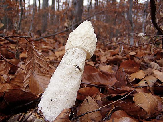 hadovka smradľavá Phallus impudicus L.