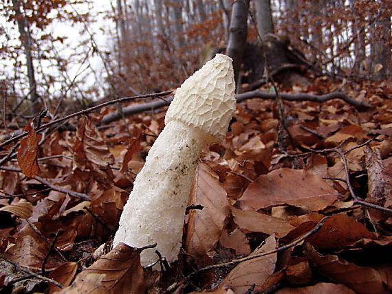 hadovka smradľavá Phallus impudicus L.