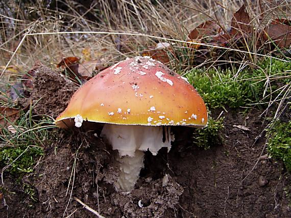 muchotrávka červená Amanita muscaria (L.) Lam.