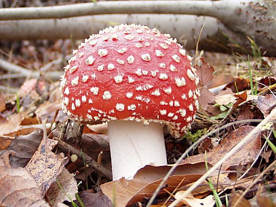 muchotrávka červená Amanita muscaria (L.) Lam.