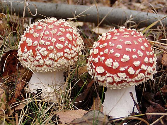 muchotrávka červená Amanita muscaria (L.) Lam.