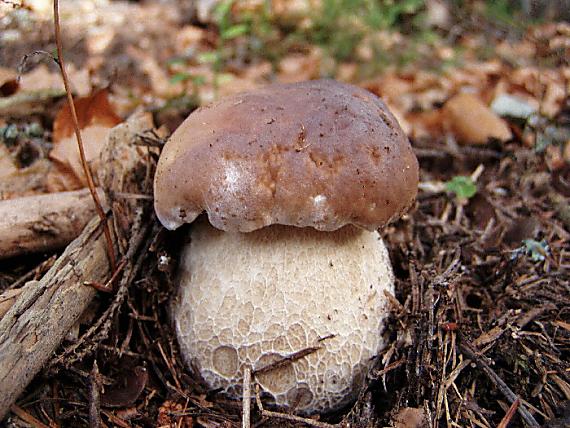 hríb smrekový Boletus edulis Bull.