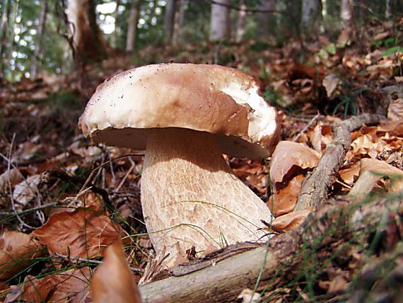 hríb smrekový Boletus edulis Bull.