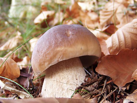 hríb smrekový Boletus edulis Bull.