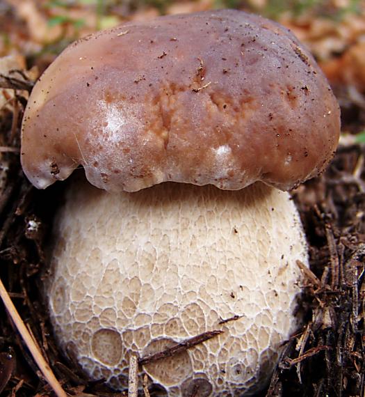 hríb smrekový Boletus edulis Bull.