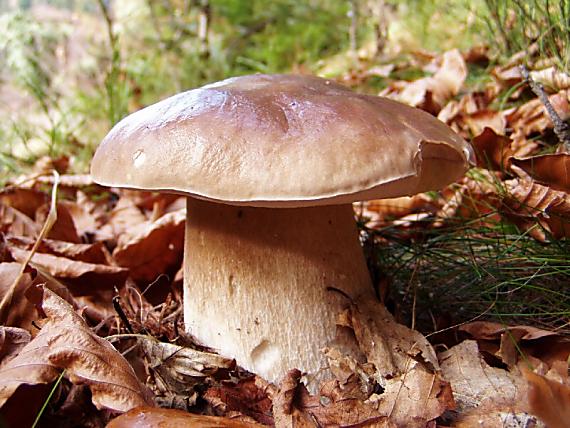 hríb smrekový Boletus edulis Bull.