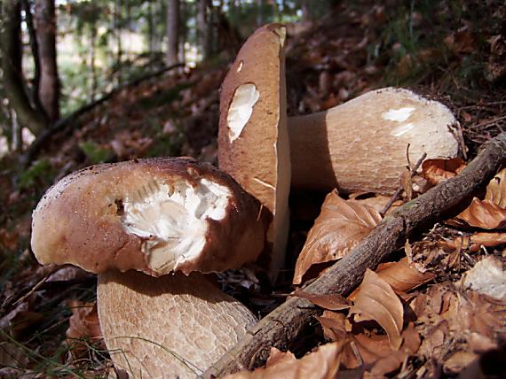 hríb smrekový Boletus edulis Bull.