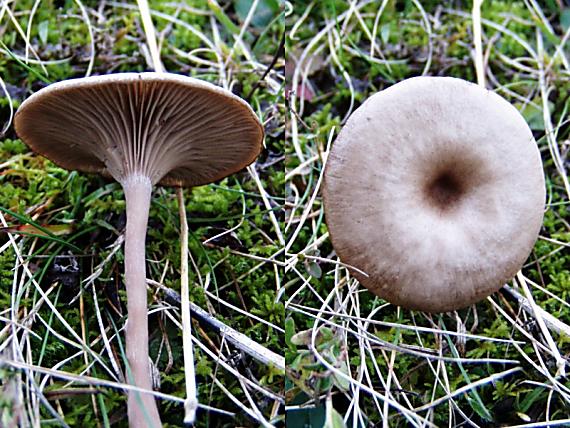 strmulica čiašková Pseudoclitocybe cyathiformis (Bull.) Singer