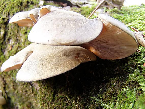 pňovka neskorá Sarcomyxa serotina (Pers.) P. Karst.