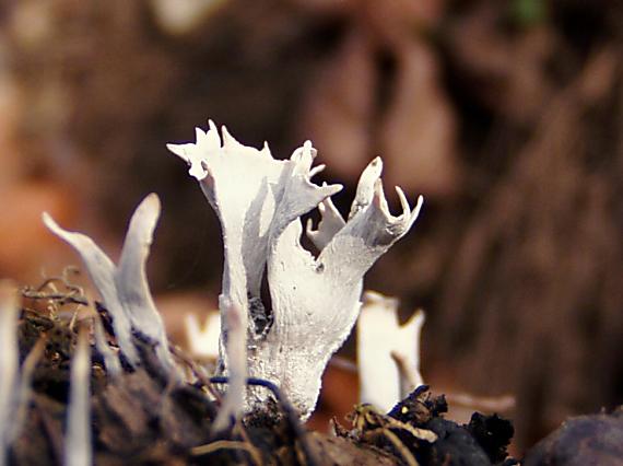 drevnatec parohatý Xylaria hypoxylon (L.) Grev.