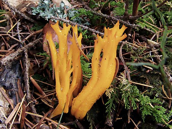 parôžkovec lepkavý Calocera viscosa (Pers.) Fr.