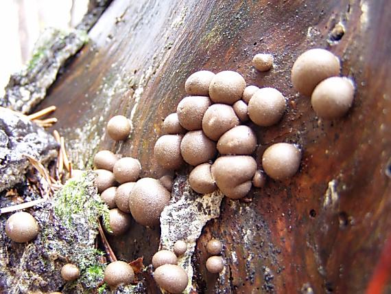 vlčinka červená Lycogala epidendrum (J.C. Buxb. ex L.) Fr.