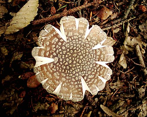 muchotrávka tigrovaná Amanita pantherina (DC.) Krombh.