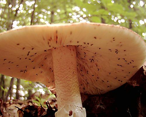 muchotrávka červenkastá Amanita rubescens Pers.