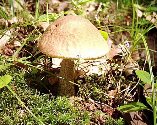 kozák brezový Leccinum scabrum (Bull.) Gray