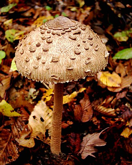 bedľa vysoká Macrolepiota procera (Scop.) Singer