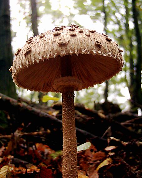 bedľa vysoká Macrolepiota procera (Scop.) Singer