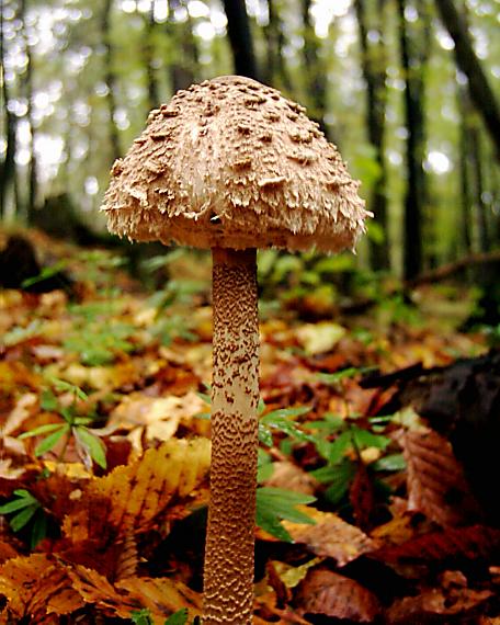 bedľa vysoká Macrolepiota procera (Scop.) Singer