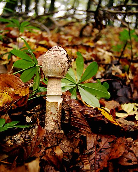 bedľa vysoká Macrolepiota procera (Scop.) Singer