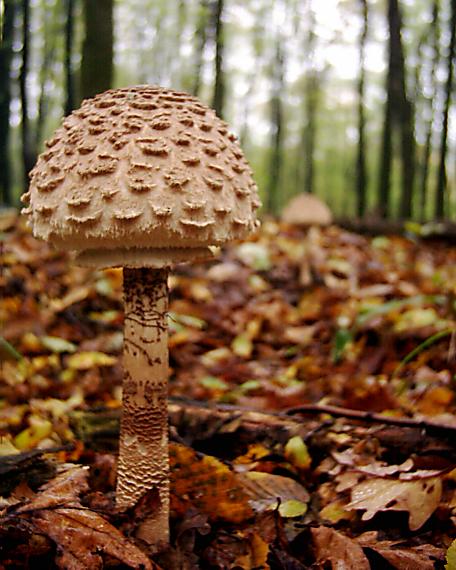 bedľa červenejúca Chlorophyllum rachodes (Vittad.) Vellinga