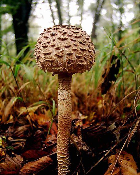 bedľa vysoká Macrolepiota procera (Scop.) Singer