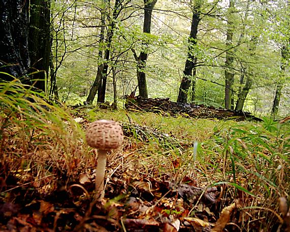 bedľa vysoká Macrolepiota procera (Scop.) Singer