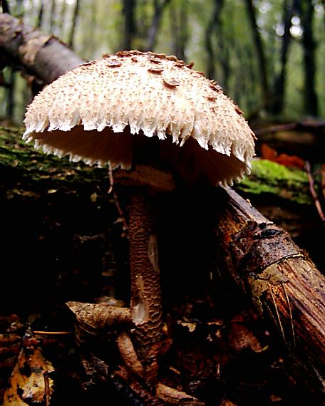 bedľa vysoká Macrolepiota procera (Scop.) Singer