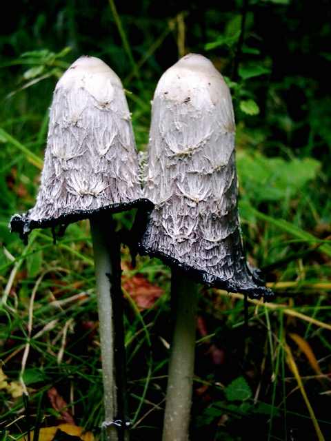 hnojník obyčajný Coprinus comatus (O.F. Müll.) Pers.