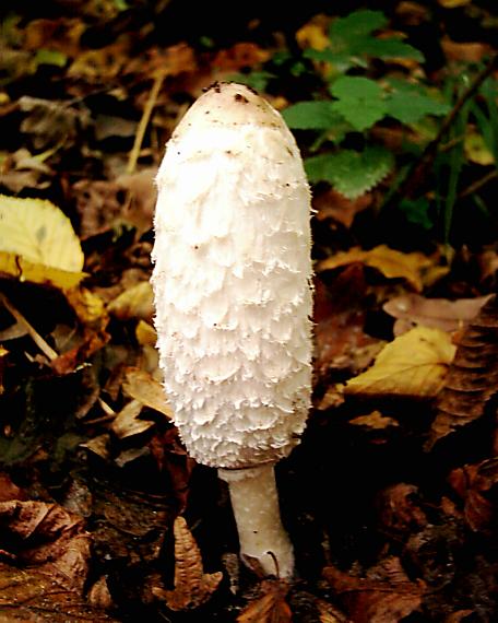 hnojník obyčajný Coprinus comatus (O.F. Müll.) Pers.