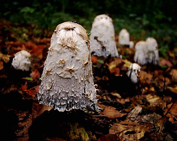 hnojník obyčajný Coprinus comatus (O.F. Müll.) Pers.