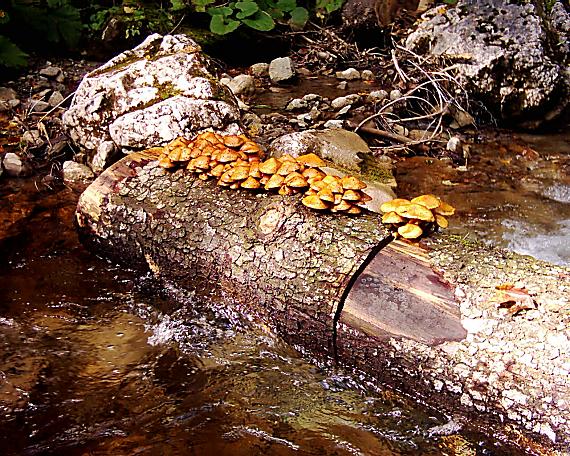 podpňovka žltá Armillaria gallica Marxm. & Romagn.