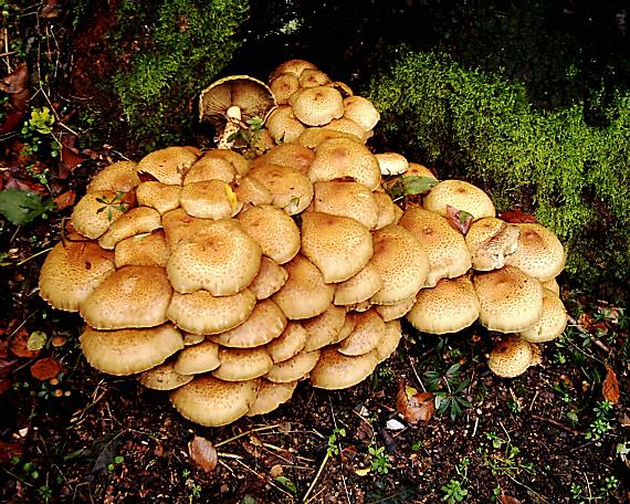 podpňovka obyčajná Armillaria mellea (Vahl) P. Kumm.