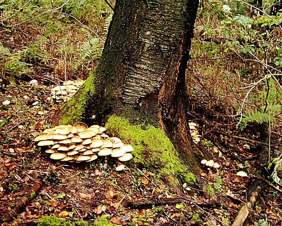 podpňovka obyčajná Armillaria mellea (Vahl) P. Kumm.