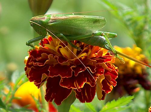 kobylka zelená Tettigonia viridissima