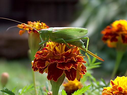 kobylka zelená Tettigonia viridissima