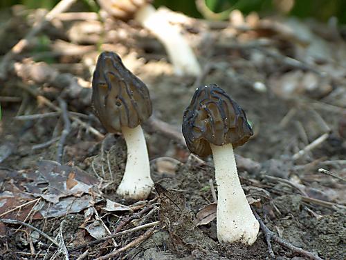 smrčok hybridný Morchella semilibera DC.