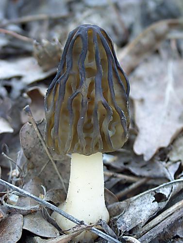 smrčok hybridný Morchella semilibera DC.