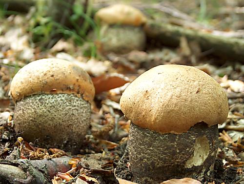 kozák žltooranžový Leccinum rufescens