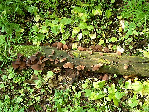 uchovec bazový Auricularia auricula-judae (Bull.) Quél.