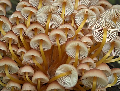 prilbička žltohlúbiková Mycena renati Quél.