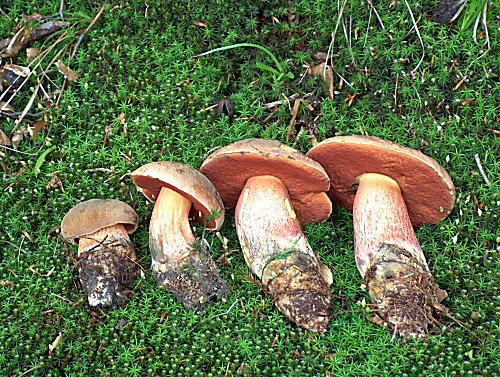 hríb zrnitohlúbikový Sutorius luridiformis (Rostk.) G. Wu & Zhu L. Yang