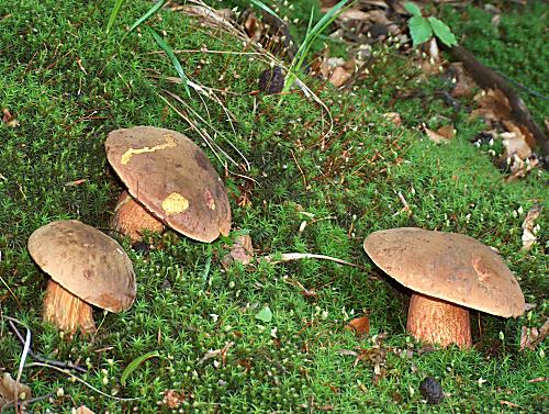 hríb zrnitohlúbikový Sutorius luridiformis (Rostk.) G. Wu & Zhu L. Yang