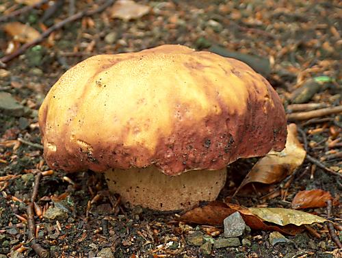 hríb borový Boletus pinophilus Pil. et Dermek in Pil.