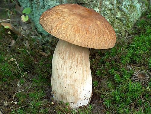 hríb dubový Boletus reticulatus Schaeff.