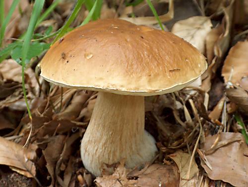 hríb smrekový Boletus edulis Bull.