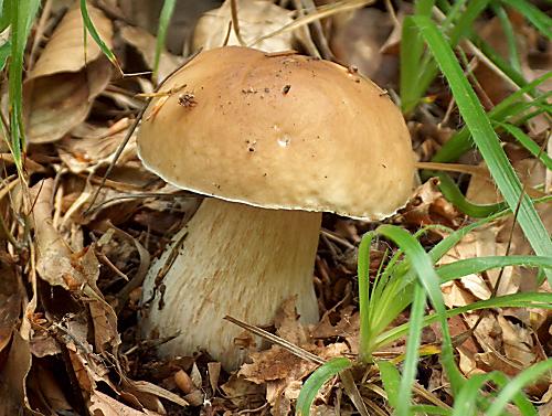 hríb smrekový Boletus edulis Bull.