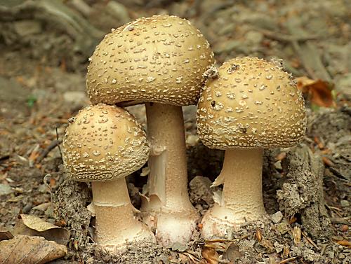 muchotrávka červenkastá Amanita rubescens Pers.