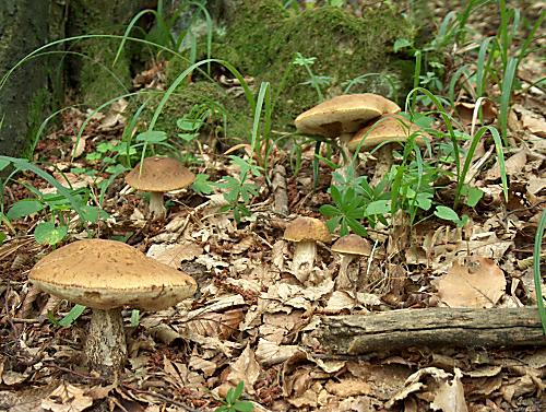 kozák hrabový Leccinum pseudoscabrum (Kallenb.) Šutara